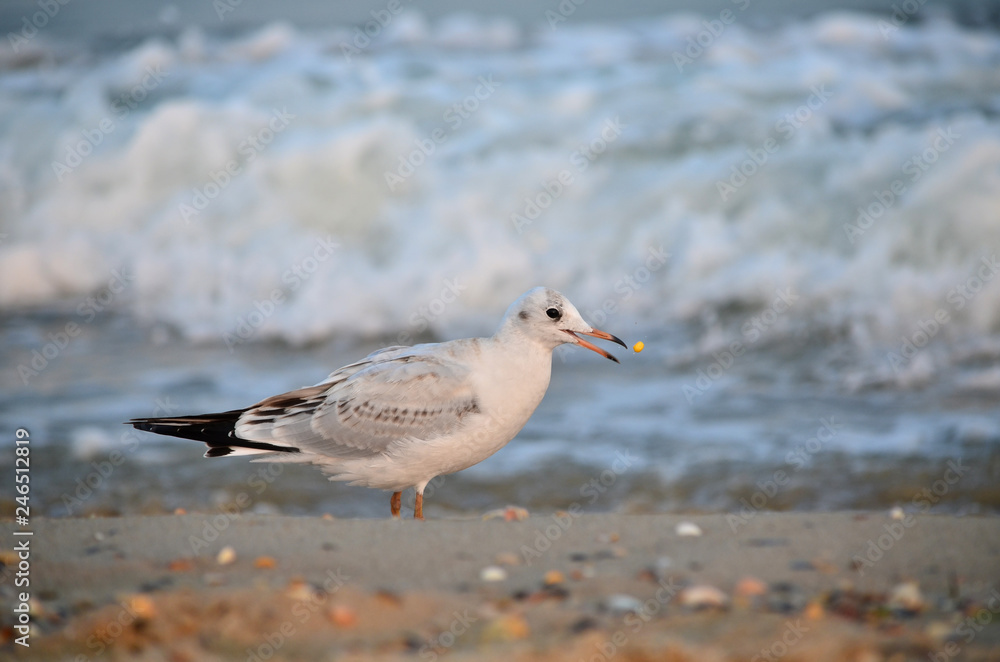Seagull on the Black Sea coast near the water looking for food in the natural habitat. Seagull on the Black Sea coast near the water looking for food in the natural habitat.