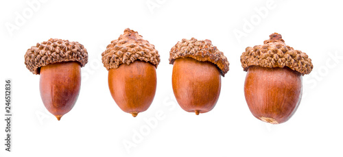 acorns isolated on a white background