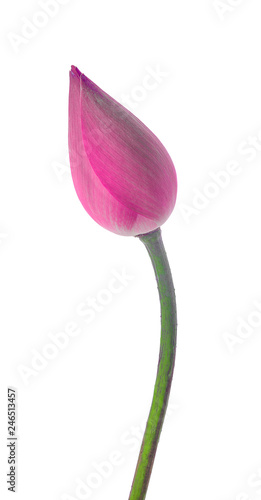 Pink lotus isolated on white background