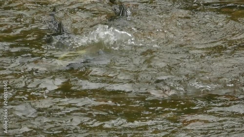 Two salmon wriggling in the shallow waters of a river with moderate current photo