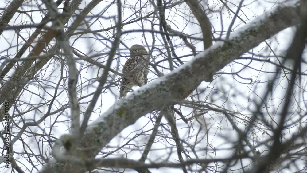 Owl flying away from trees covered lightly with snow in North American forest Owl flying away from trees covered lightly with snow in North American forest