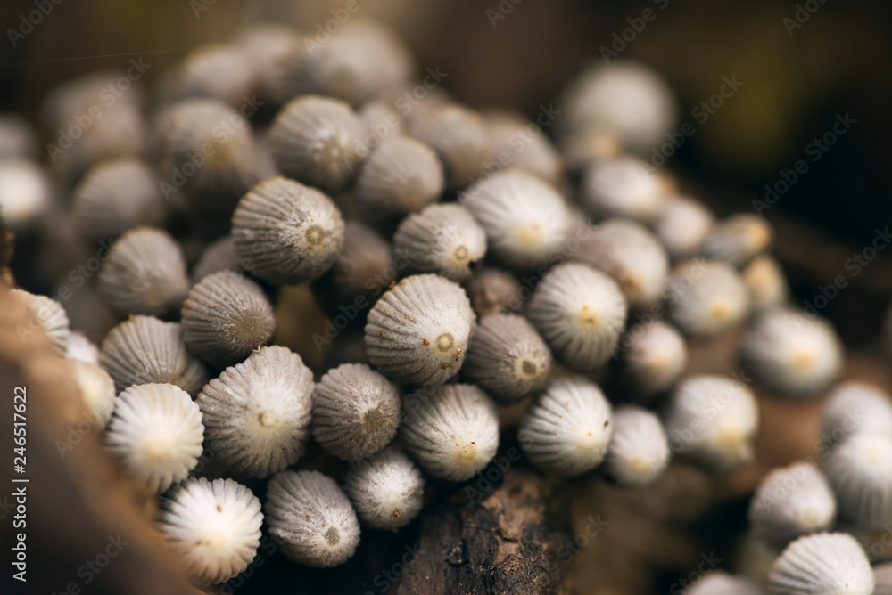 closeup of tiny fairy inkcap mushrooms closeup of tiny fairy inkcap mushrooms