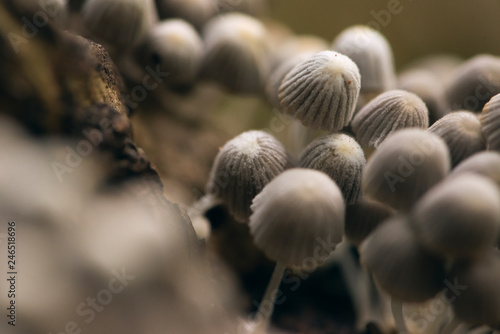 closeup of tiny fairy inkcap mushrooms photo