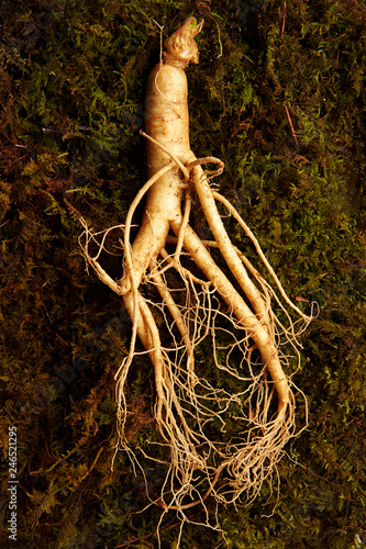 Quadro su tela Ginseng root on moss