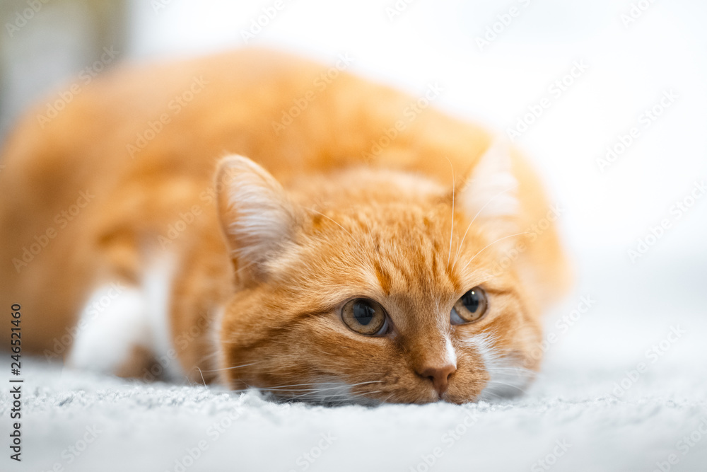 Portrait of cute red white cat lying on the floor.