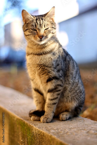 Cute brown tabby cat sitting outdoor and sunbathing. Selective focus. © jelena990