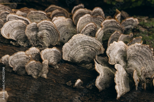 wood bark mushrooms on a tree