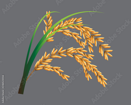 Isolated rice on the gray background.