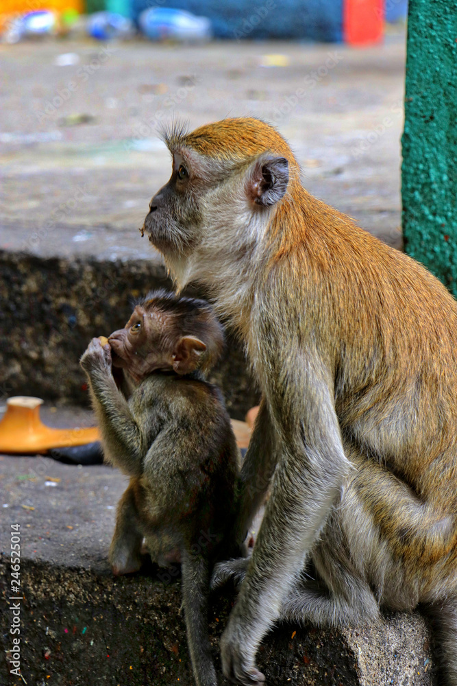 Obraz premium Kuala Lumpur, Malaysia