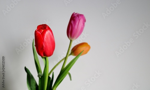 花　チューリップ　屋内