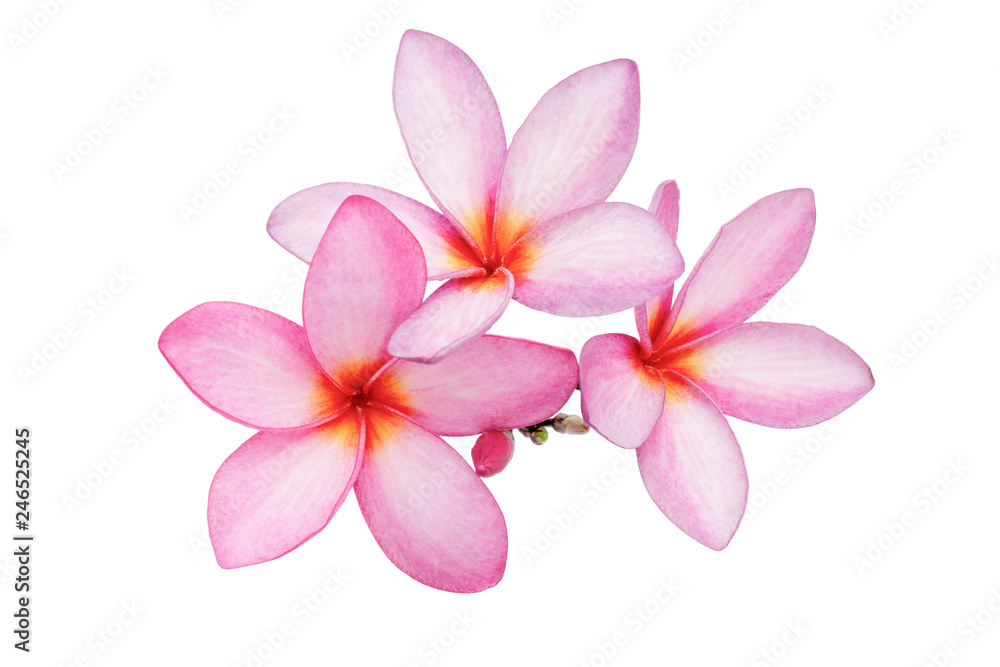 Pink Frangipani (Plumeria) flowers on a white background. 