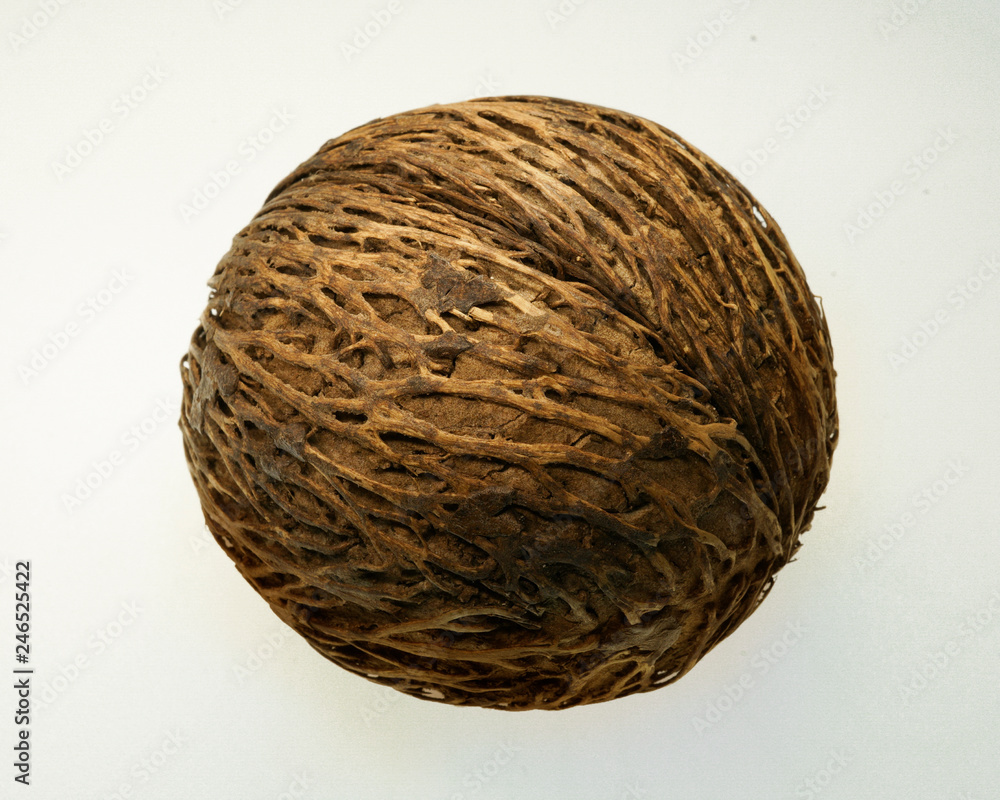 Amazing plant seed of Cerbera manghas, also called Pong pong seed, sea mango. On white background. Amazing plant seed of Cerbera manghas, also called Pong pong seed, sea mango. On white background.