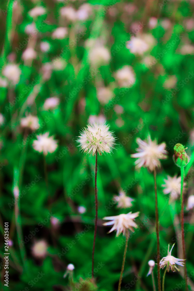 White Bushy Tiny Flower in a Field