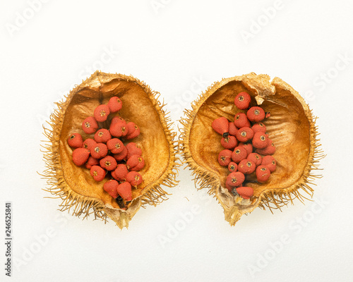 Achiote's fruit and seed (Bixa orellana) on white background. Achiote's Seeds can be used to make dyes. color of the year 2019 'Living Coral'.