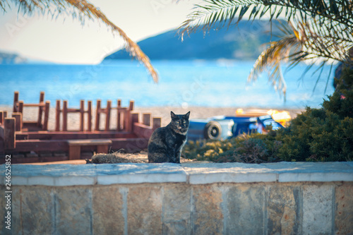 A black cat is sitting under a palm tree by the sea