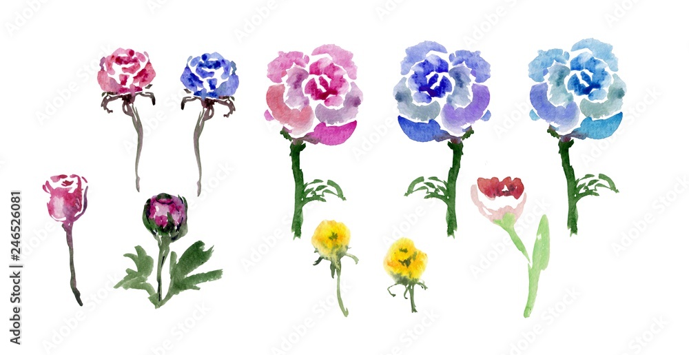 Watercolor floral elements set. Wild flowers. Collection of colorful meadow flowers on white