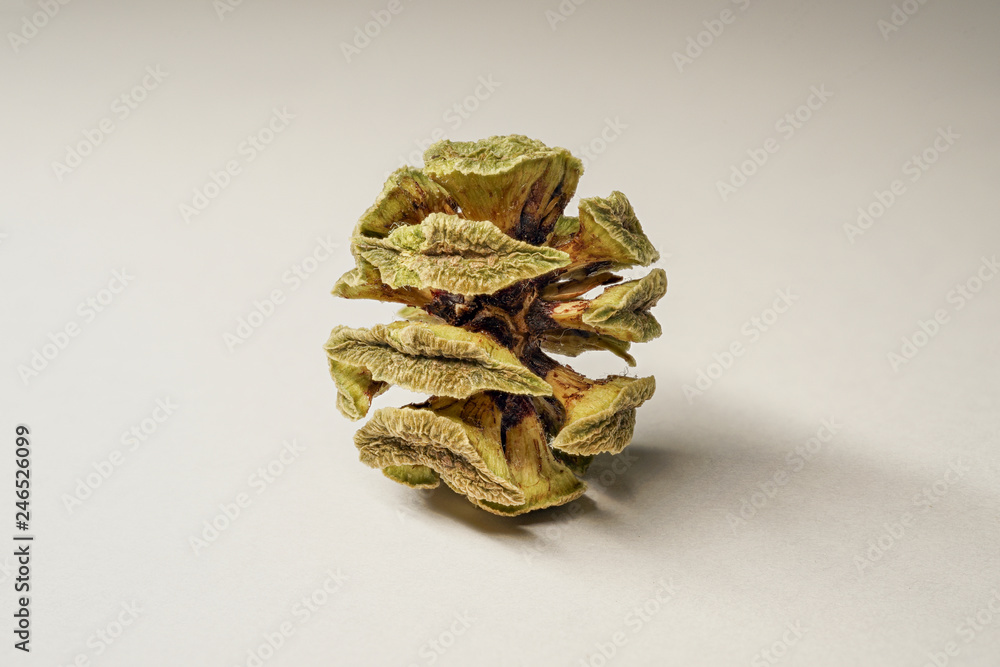 Metasequoia glyptostroboides cones, shot with focus staking, white