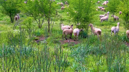 A herd of sheeps is feeding in a wide green field. photo