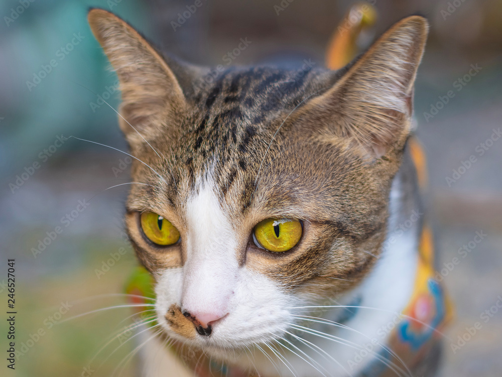 Thai cat playing on the field on blurred tree background Thai cat playing on the field on blurred tree background