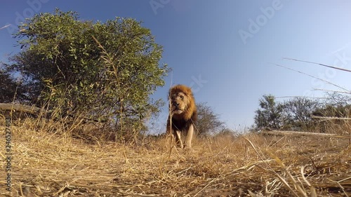 High angled action cam extreme wide shot of a Lion walking through grassland and straight over the shot creating the illusion of a larger than life animal.