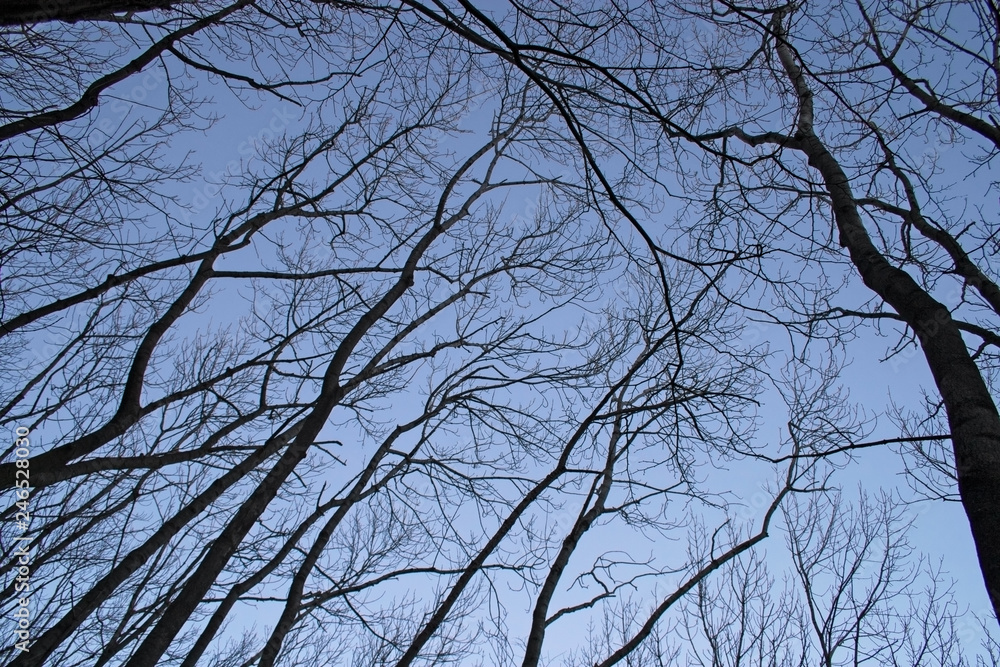 View from below of bare tree branches, which stand out in the blue sky in winter. View from below of bare tree branches, which stand out in the blue sky in winter.
