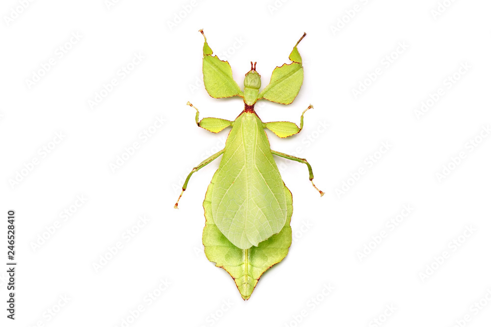 Leaf insect (Phyllium westwoodii) Green leaf insect or Walking leaves isolated on white background. Leaf insect (Phyllium westwoodii) Green leaf insect or Walking leaves isolated on white background.