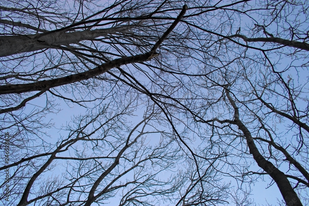 View from below of bare tree branches, which stand out in the blue sky in winter. View from below of bare tree branches, which stand out in the blue sky in winter.
