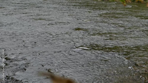Wide pan shot of river with many salmon fishes swimming upstream in summer photo