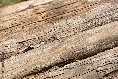 The rough surface of the bark has a unique pattern. Used as a background image
