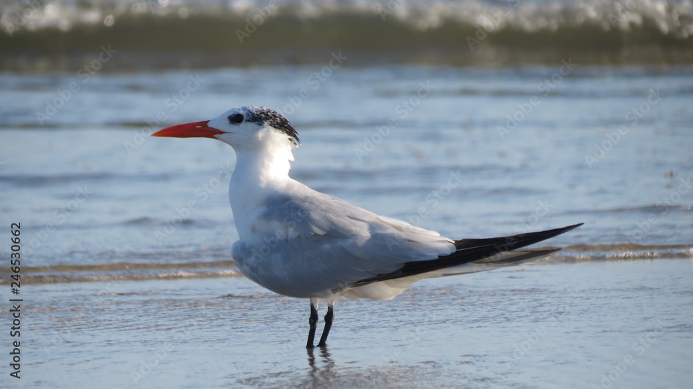 Royal Tern