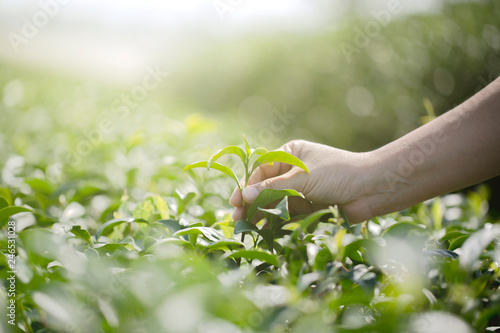 Closeup hand with picking fresh tea leaves in natural organic green tea farm
