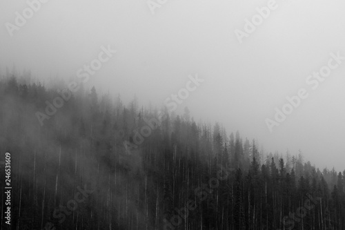 misty forest © Cody ritter