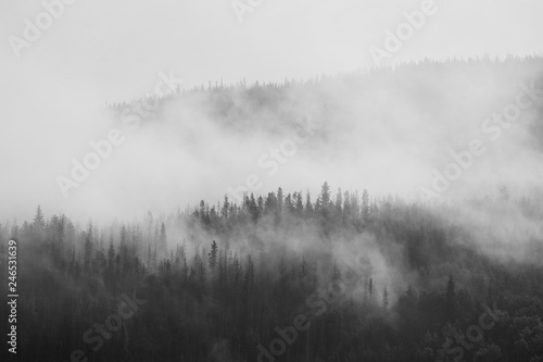foggy forest  © Cody ritter