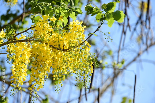 Ratchapruek flower, yellow flower and beautiful sky