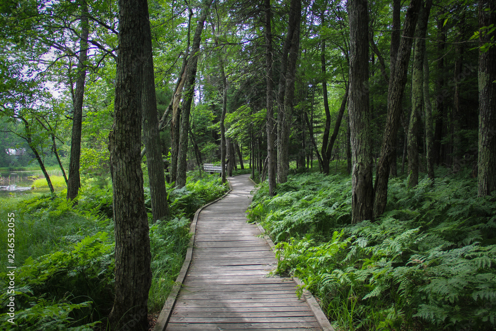 path in forest