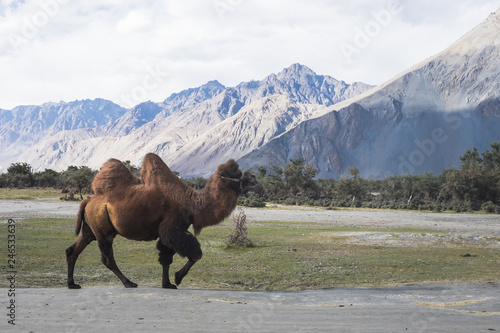 Camel walking in the mountain scenery at Nubra Valley