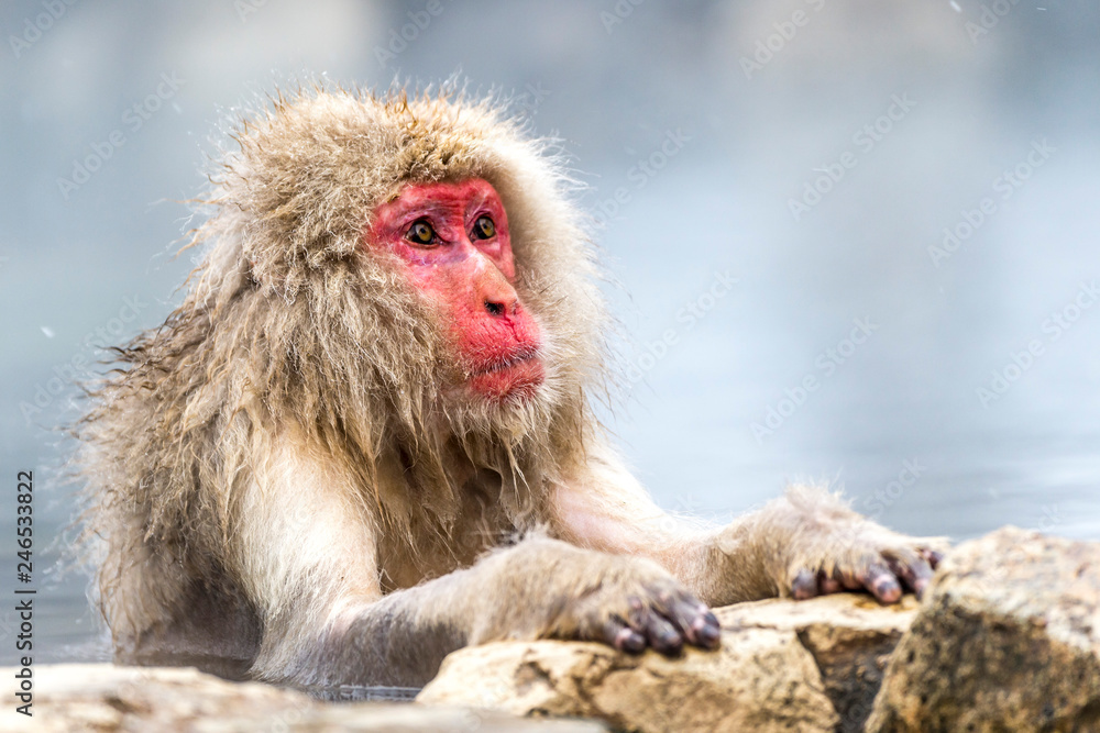 Naklejka premium The Snow Monkey