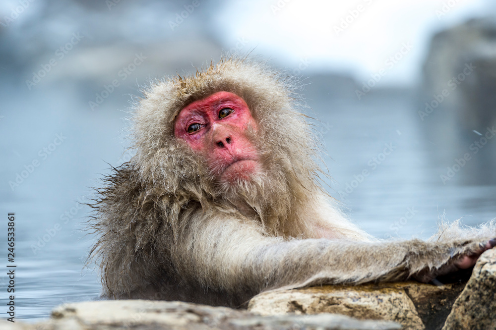 Naklejka premium The Snow Monkey
