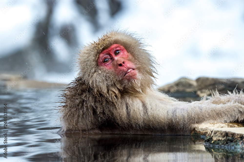 Naklejka premium The Snow Monkey