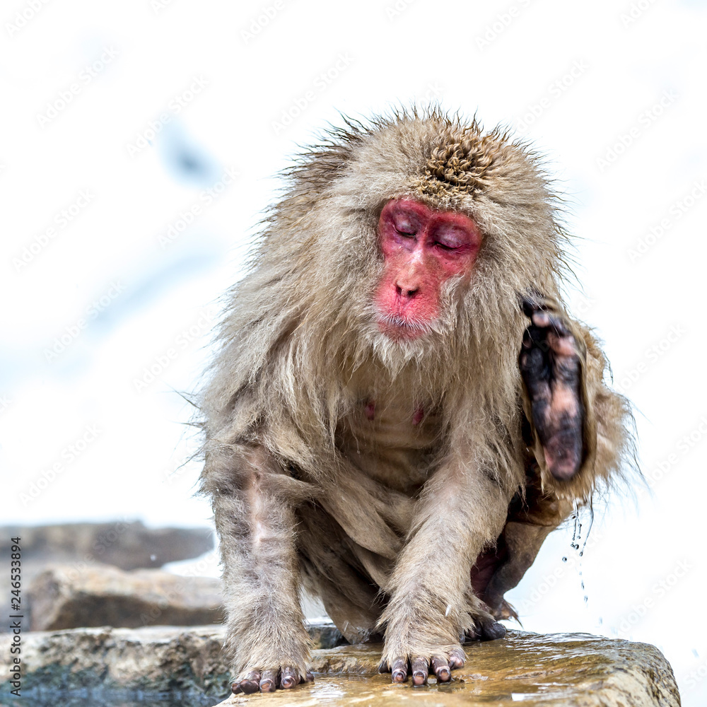 Obraz premium The Snow Monkey