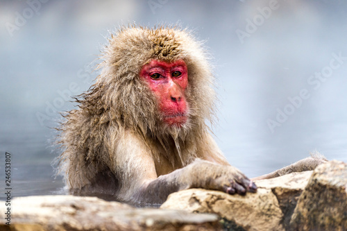 The Snow Monkey © jasonyu