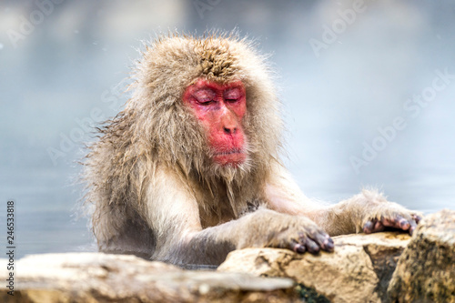 The Snow Monkey © jasonyu