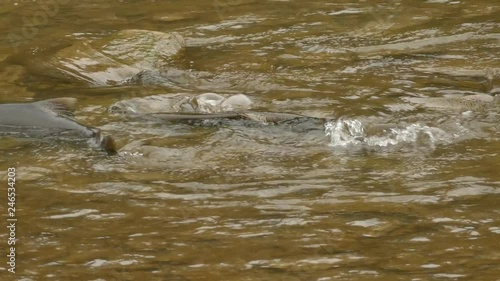 Healthy salmon trying to swim up the stream during the great salmon run photo