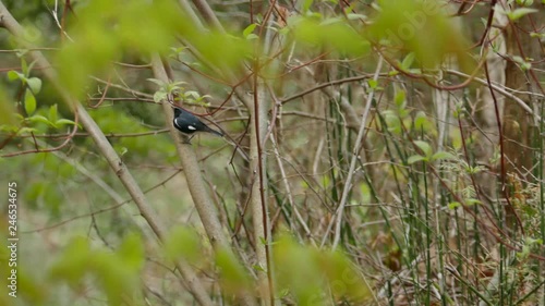 Black throated blue warbler hopping around trees in spring with hatching buds photo