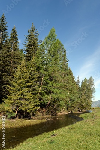 Mountain river near the village of Aktash in the Ulagan district of the Altai Republic. Western Siberia. Russia