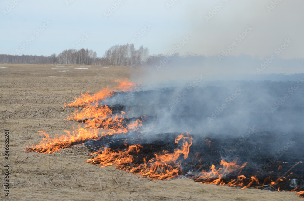 Burning grass in the steppe