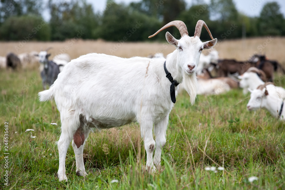 white goat full-size standing on summer outdoor pasture white goat full-size standing on summer outdoor pasture