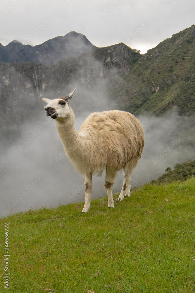 Fototapeta premium Lama Ameryki Południowej w Machu Picchu w Peru w Ameryce Południowej