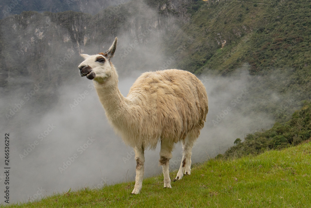 Llama in the morning mist at Machu Picchu in Peru South America