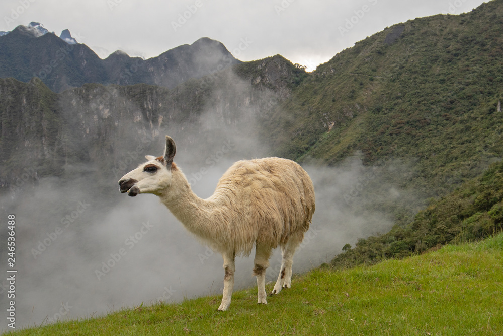 Fototapeta premium Lama w chmurach na Machu Picchu w Peru w Ameryce Południowej
